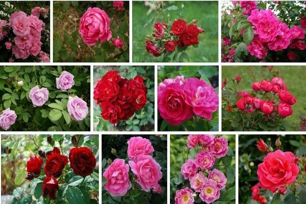 Mawar Kanada: ciri-ciri pelbagai jenis mawar ini