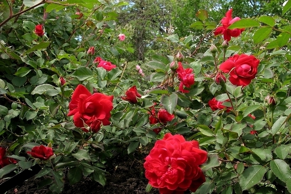 Varietas mawar Kanada: varieti pendakian