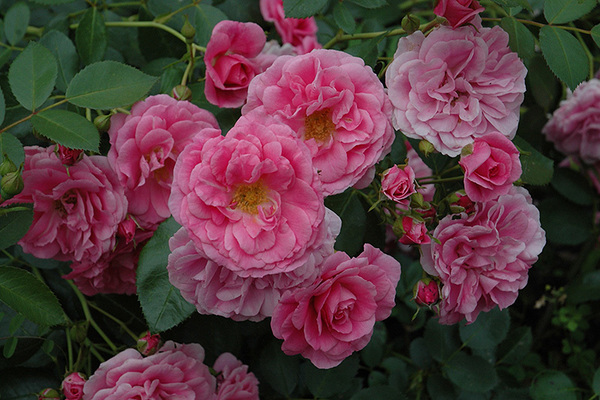 Canadian rose varieties: climbing variety