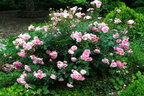 Canadian rose: photo, description of selective species of wrinkled rose