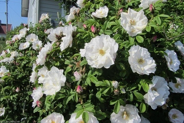 الوردة الكندية: صورة ، وصف لأنواع انتقائية من الورد المتجعد
