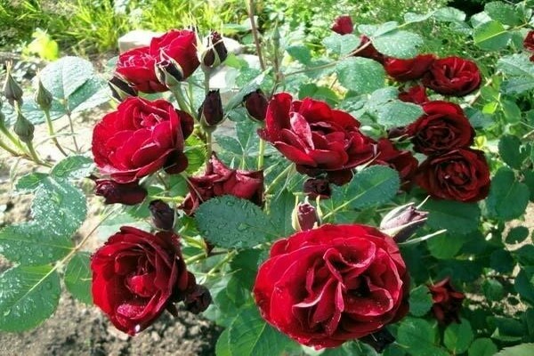 الوردة الكندية: صورة ، وصف لأنواع انتقائية من الورد المتجعد
