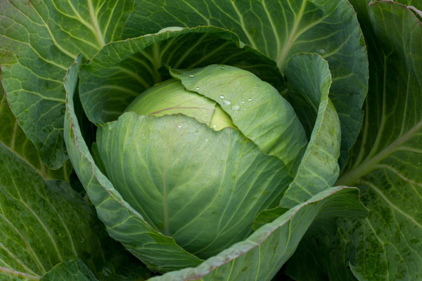 Moscow late cabbage