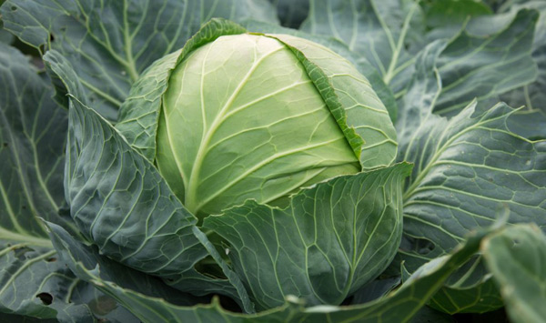 cabbage sugarloaf