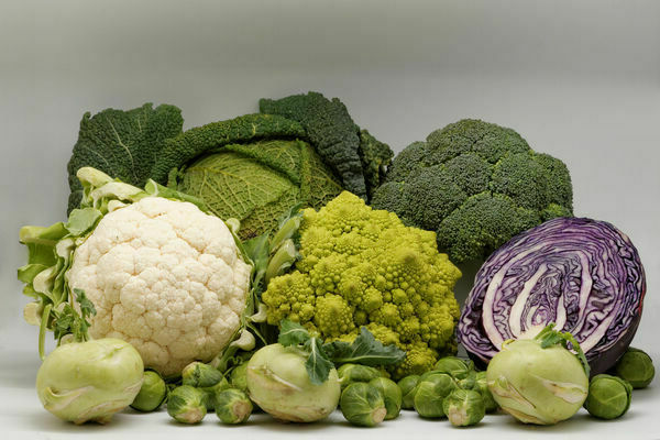 varieties of cabbage