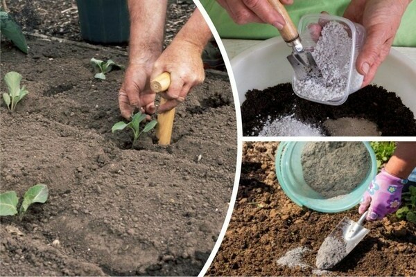 planting cabbage in the hole