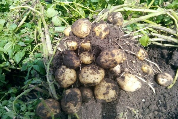 Очарователно описание на картофи