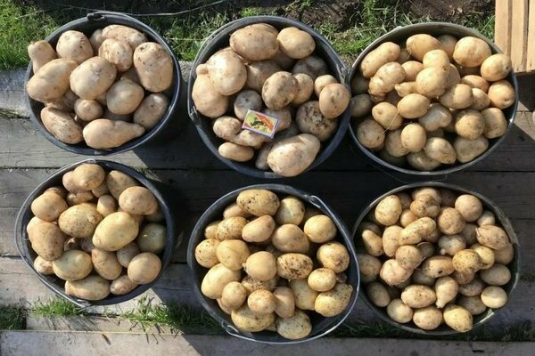 Odroda zemiakov Sprievodca
