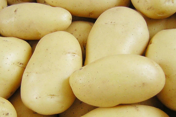 Potatoes Granada: description, its main characteristics