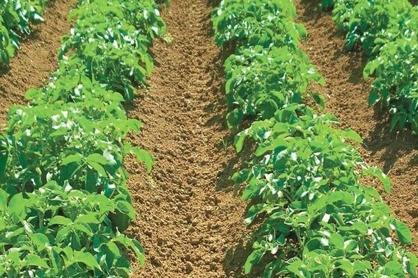 What soil requirements does the Granada potato variety have?