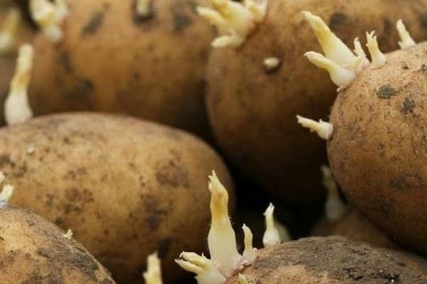 Description of Granada potatoes: preparation before planting