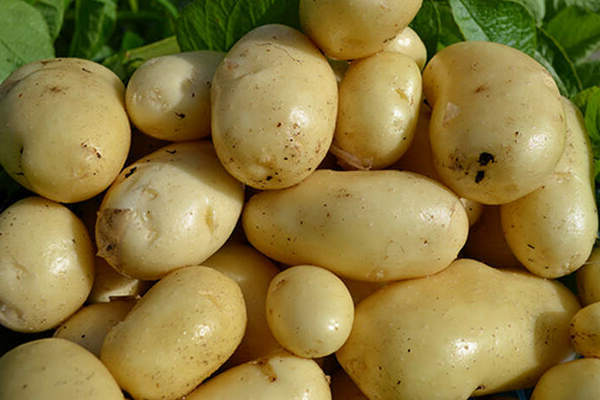 Impala potatoes: description of the variety, its main characteristics