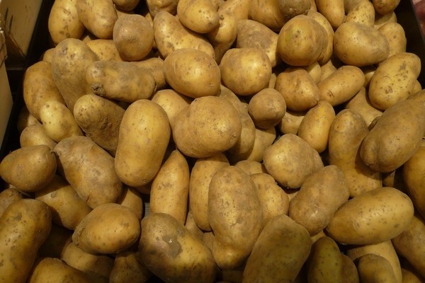 Импала картофи: описание на предимствата и недостатъците