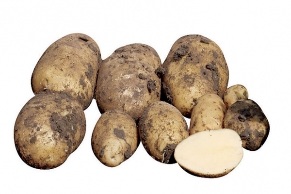How to prepare Impala potato variety before planting