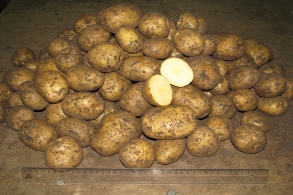 Pommes de terre Karatop: description de la variété, ses principales caractéristiques