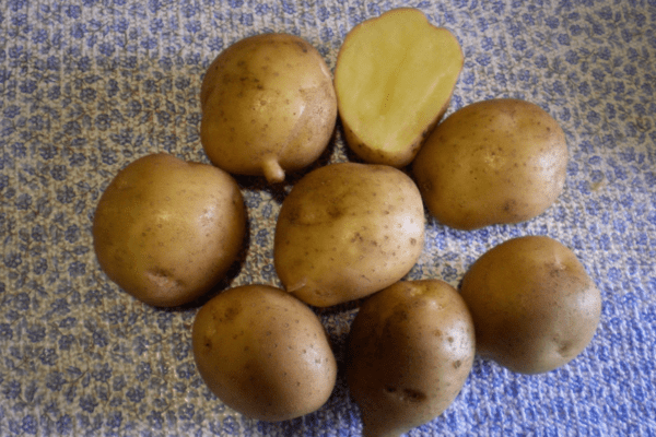 Hva er fordelene og ulempene med Karatop -poteter: beskrivelse
