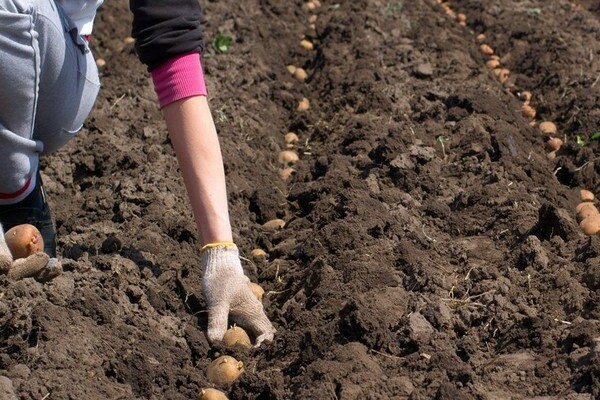 What are the planting dates for the Karatop potato variety