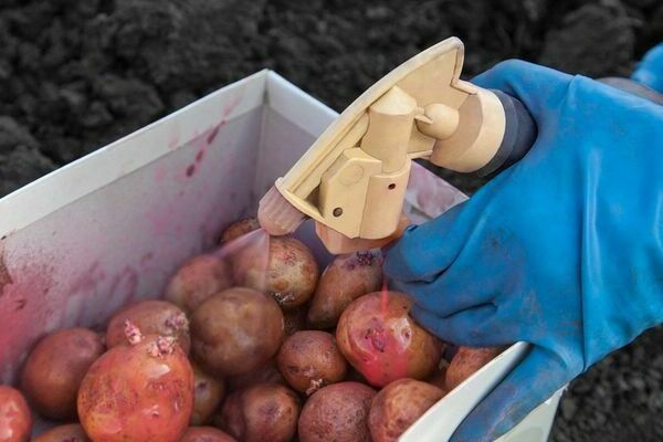 Krumpir Karatop: opis sorte, priprema prije sadnje