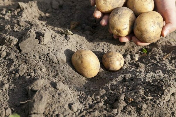 Krumpir Karatop: opis, fotografija berbe, pravila skladištenja
