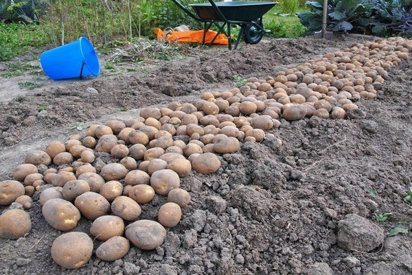 Kiwi potatoes: photo, description of harvesting, storage