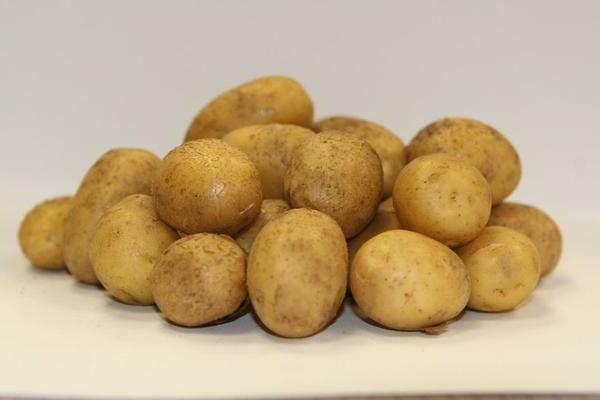 Pommes de terre Latone: description, caractéristiques