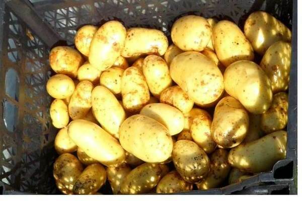Pommes de terre Latone: une description des avantages, des inconvénients