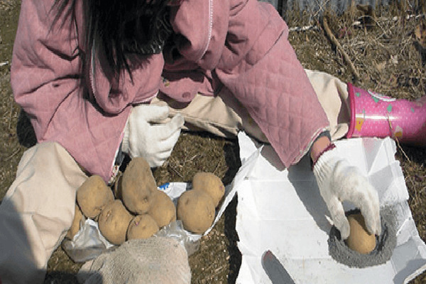 Potatoes Latona: คำอธิบายของความหลากหลาย, ภาพถ่ายของการเตรียมก่อนปลูก