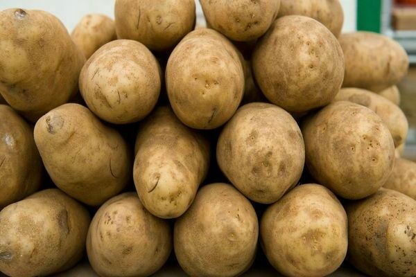 Potatoes Latona: description, photo. Cleaning process. Storage