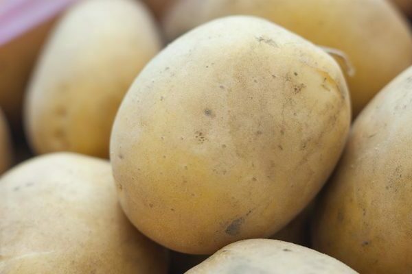 Kartoffeln Meteor: Sortenbeschreibung, Hauptmerkmale