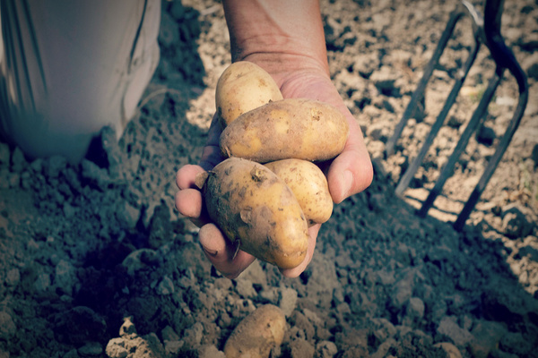 Kartoffelsorte Meteor: Foto und Beschreibung der Ernte