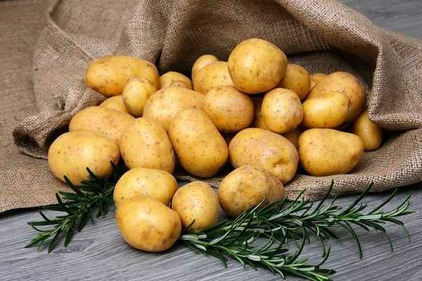 Potatoes Nevsky: a description of the advantages and disadvantages of the variety