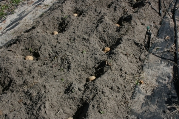 Nevsky potatoes: characteristics of the requirements of the variety to the soil