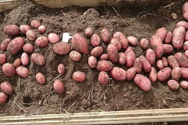 Vlastnosti zemiakov Rocco, skladovanie