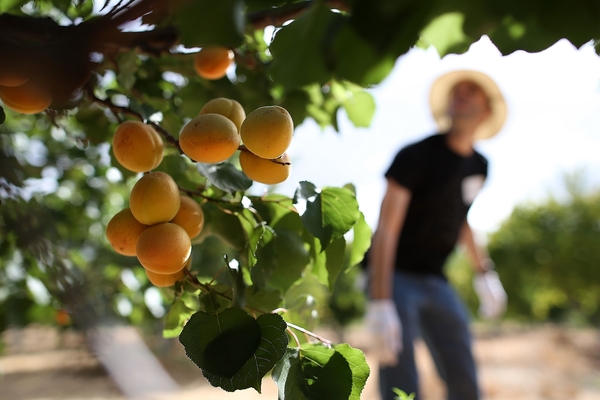  plantation et entretien d'abricots royaux