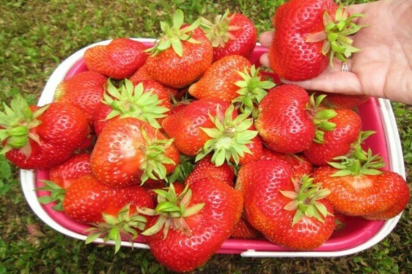 Kimberly strawberry: variety description