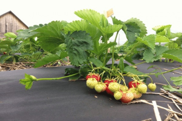 How to plant the Kimberly strawberry variety
