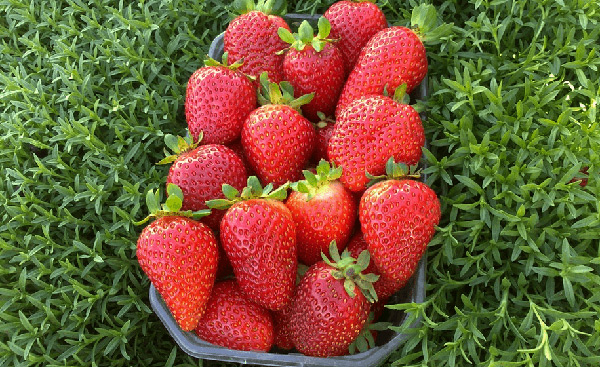 strawberry albion