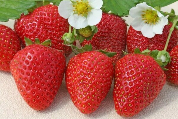 Erdbeere san andreas