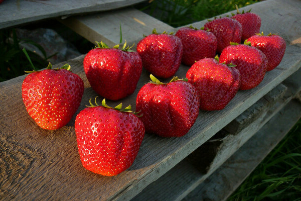 fraise san andreas