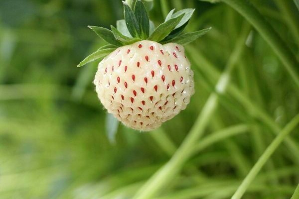 Pelbagai strawberi putih