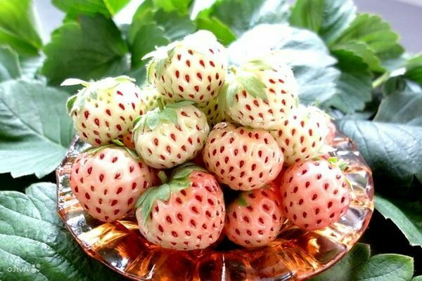 Puting strawberry