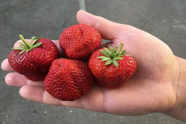 Strawberry Festivalnaya: description of botanical properties, characteristic features