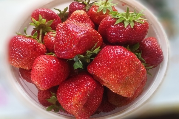 Strawberry Gigantella