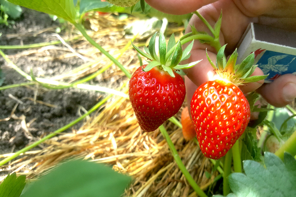 Clery strawberry variety description, properties