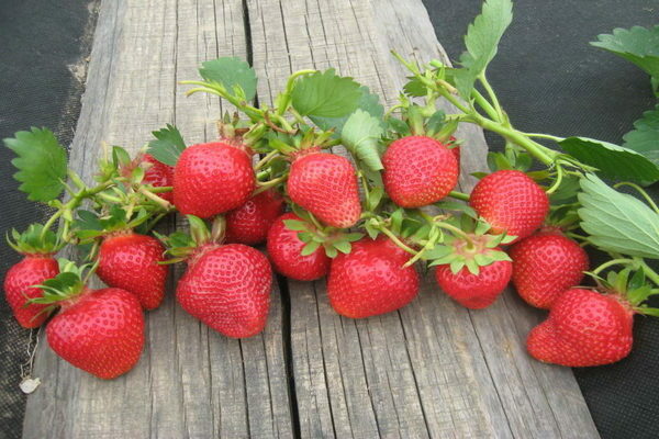 Clery strawberry penerangan mengenai ciri-ciri pelbagai
