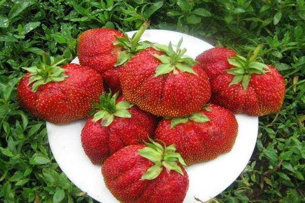strawberry Mashenka