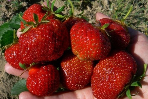Strawberry Polka: description, general characteristics