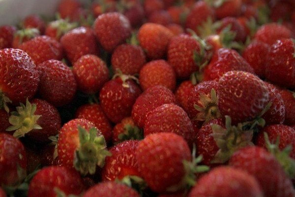 Strawberry Polka: variety description, pros and cons