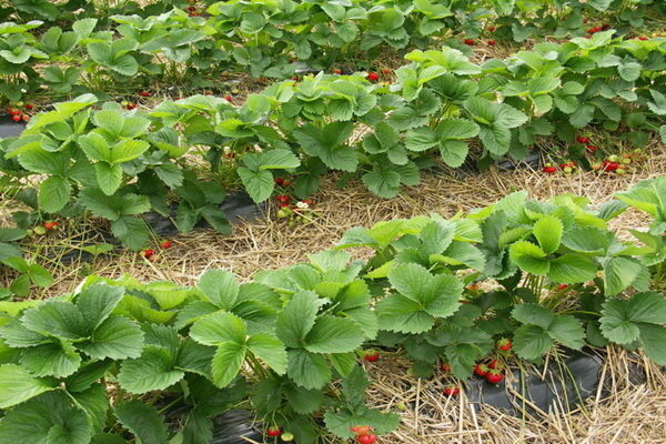 Strawberry variety Polka: agricultural rules