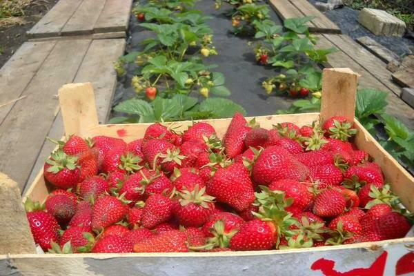 Strawberry Syria: description, features of the variety